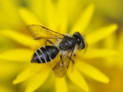 Cnemidandrena denticulata